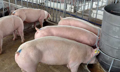 Giá heo hơi hôm nay 26/6/2025: Giảm trên diện rộng