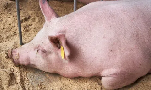 Giá heo hơi hôm nay 27/6/2025: Tạm chững trên cả 3 miền