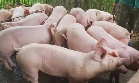 Giá heo hơi hôm nay 29/6/2025: Càng về cuối tháng, càng thấy áp lực giảm giá