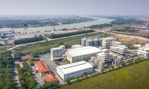 Cổ phiếu Dabaco (DBC) tăng vọt, lập đỉnh mới sau khi hé lộ kết quả kinh doanh quý 2