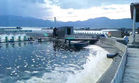 Thanh Hóa: Phát triển ngành nuôi trồng, chế biến thủy sản theo hướng bền vững