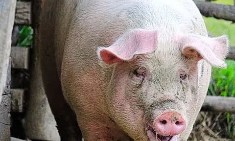 Giá heo hơi hôm nay 3/7/2025: Miền Nam đỏ lửa, Cà Mau vượt mặt TP.HCM với 71.000 đồng/kg