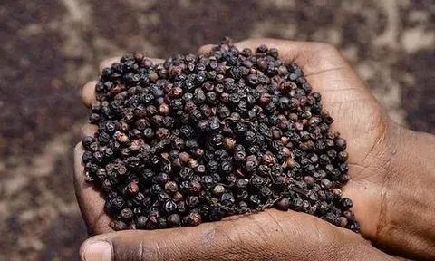 Giá tiêu hôm nay 3/7/2025: Đồng loạt tăng mạnh, có nơi chạm ngưỡng 147.000 đồng/kg