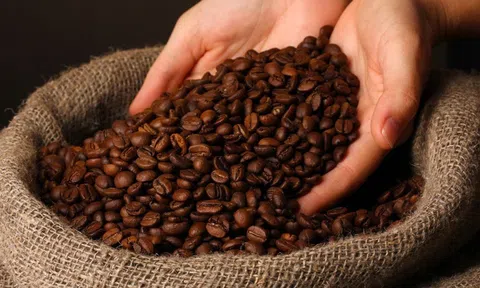 Giá cà phê hôm nay 4/7/2025: Quay đầu giảm nhẹ