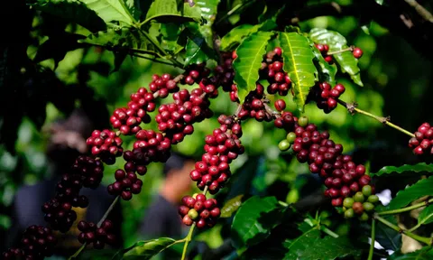 Xuất khẩu cà phê Việt Nam lập kỷ lục mới về kim ngạch