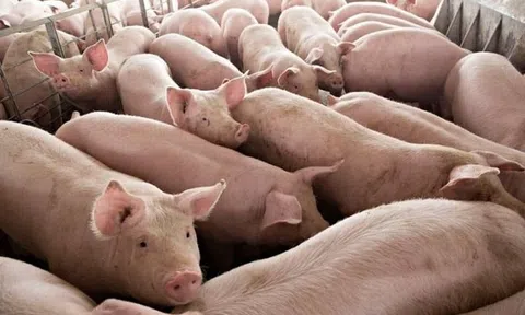 Giá heo hơi hôm nay 7/7/2025: Giá heo hơi ổn định tại hầu hết các địa phương