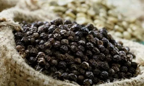 Giá tiêu hôm nay 7/7/2025: Cao nhất đạt 144.000 đồng/kg