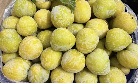 Mận cau Trung Quốc "gây sốt" chợ Việt: Giá 450.000 đồng/kg mà vẫn cháy hàng!