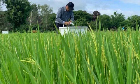 Giảm phát thải trong canh tác lúa với công nghệ tưới khô xen kẽ