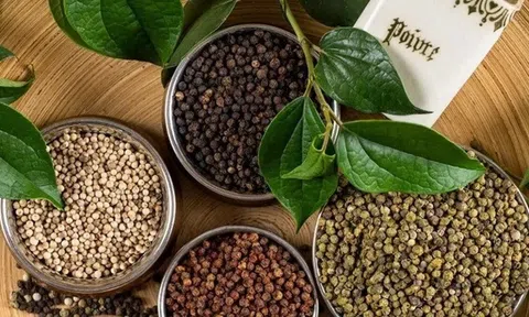 Giá tiêu hôm nay 9/7/2025: Tiêu trong nước giảm không đồng đều