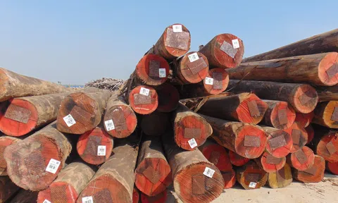 919 loài gỗ đã nhập khẩu vào Việt Nam