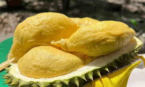 Giá sầu riêng hôm nay 10/7/2025: Thị trường giảm nhẹ