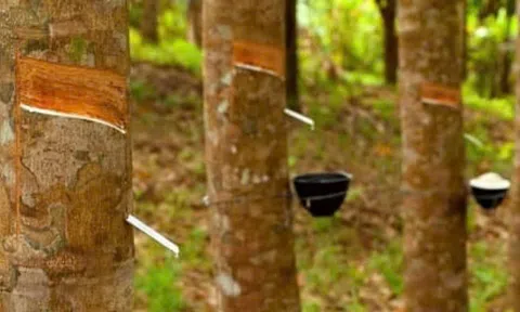 Giá cao su hôm nay 11/7: Thế giới đồng loạt đi xuống, trong nước ổn định