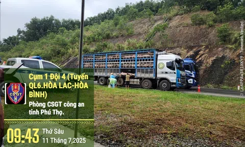 Bắt giữ 190 con lợn nhiễm dịch tả Châu Phi khi đang trên đường về Hà Nội tiêu thụ