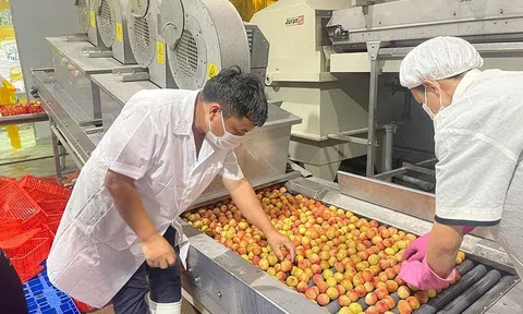 Xây dựng bộ tiêu chí xác định hàng hóa xuất xứ Việt Nam