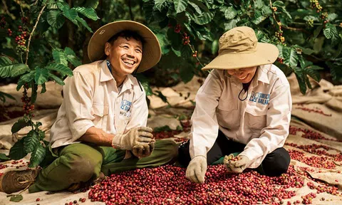 Xuất khẩu cà phê khởi sắc nửa đầu năm 2025