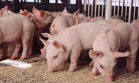 Giá heo hơi hôm nay 16/7/2025: Miền Nam ổn định, miền Bắc và miền Trung giảm