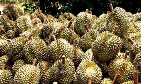 Giá sầu riêng hôm nay 16/7/2025: Thị trường ổn định