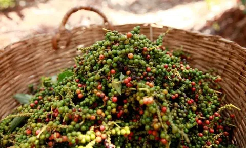 Giá tiêu hôm nay 16/7/2025: Hồ tiêu tăng mạnh