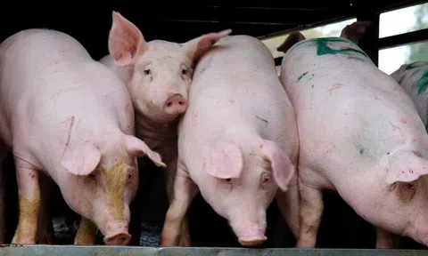 Giá heo hơi hôm nay 17/7/2025: Giảm nhẹ rải rác