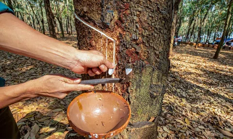 Giá cao su hôm nay 18/7/2025: Nhật Bản và Trung Quốc tăng mạnh