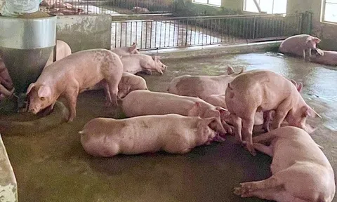 Giá heo hơi hôm nay 18/7/2025: Giảm nhanh trên cả 3 miền