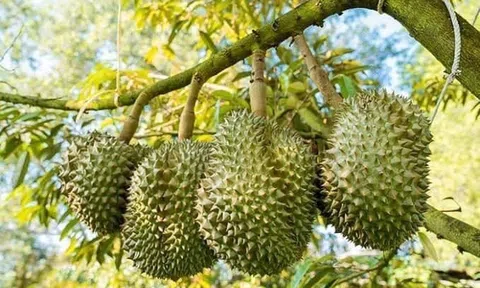 Giá sầu riêng hôm nay 19/7/2025: Ổn định cả 3 miền, thương lái thận trọng chờ tín hiệu xuất khẩu