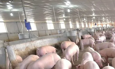 Giá heo hơi hôm nay 21/7/2025: Giá heo hơi tiếp tục biến động nhẹ trong ngày đầu tuần