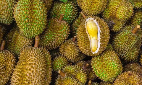 Giá sầu riêng hôm nay 21/7/2025: Giá sầu RI6 ổn định