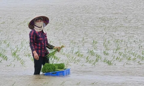 Hải Phòng: Tìm cách bảo vệ hơn 20.000 ha lúa mới cấy