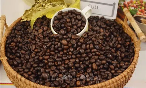 Giá cà phê hôm nay 22/7/2025: 2 sàn Robusta và Arabica đồng loạt lao dốc