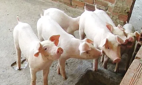 Giá heo hơi hôm nay 22/7/2025: Giảm sâu trên cả 3 miền