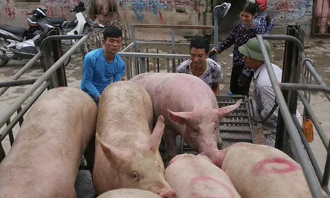 Giá heo hơi hôm nay 23/7/2025: Tiếp tục giảm tại nhiều tỉnh thành