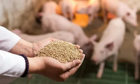 Đề nghị áp dụng thống nhất quy định về thuế GTGT đối với sản phẩm thức ăn chăn nuôi