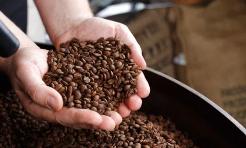 Giá cà phê hôm nay 24/7/2025: Tăng hơn 3.000 đồng/kg so với hôm qua