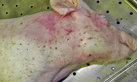 Thanh Hóa Tiêu huỷ hơn 500 con lợn của 14 xã, phường do mắc dịch tả lợn Châu Phi