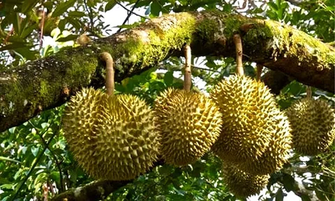 Giá sầu riêng hôm nay 26/7/2025: Sầu Thái VIP dao động mức 85.000 – 90.000 đồng/kg