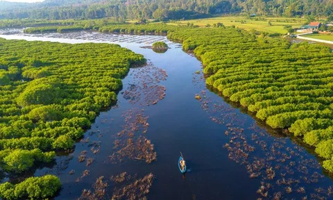 Blue carbon - "Cuộc chơi" mới cho mục tiêu Net Zero