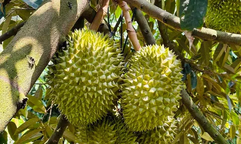 Giá sầu riêng hôm nay 30/7/2025: Trong nước ổn định, chờ sóng xuất khẩu