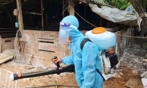 Đà Nẵng: Xã Thạnh Bình tăng cường kiểm soát, phòng chống dịch tả lợn Châu Phi