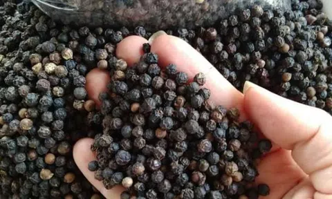 Giá tiêu hôm nay 2/8/2025: Neo đỉnh 140.000 đồng/kg, nhà vườn chờ sóng giá mới