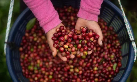 Giá cà phê hôm nay 4/8/2025: Xuyên thủng mọi dự báo, đợi đỉnh mới