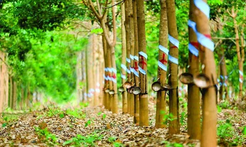 Giá cao su hôm nay 4/8/2025: Một doanh nghiệp trong nước lại tăng giá cao su