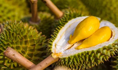 Giá sầu riêng hôm nay 5/8/2025: RI6 xô rớt sâu dưới 25.000 đồng/kg