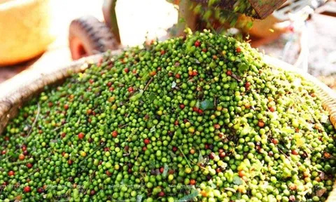 Giá tiêu hôm nay 5/8/2025: Giá tiêu trong nước đi ngang, thế giới chịu áp lực từ căng thẳng thuế quan Mỹ - Ấn