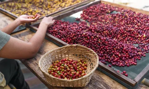 Giá cà phê hôm nay 6/8/2025: Tăng 1,000 đồng/kg