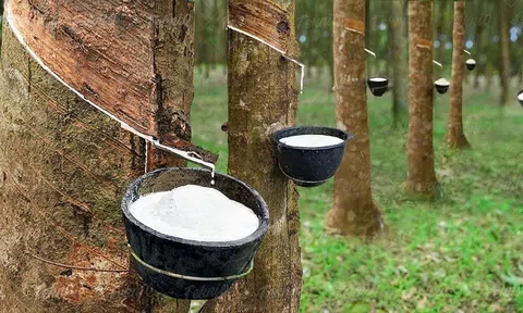 Giá cao su hôm nay 6/8/2025: Tăng ở Trung Quốc và Thái Lan