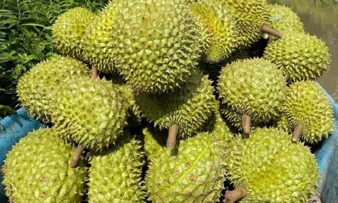 Giá sầu riêng hôm nay 6/8/2025: Giá mua xô chạm đáy, xuất khẩu sang Trung Quốc gặp khó