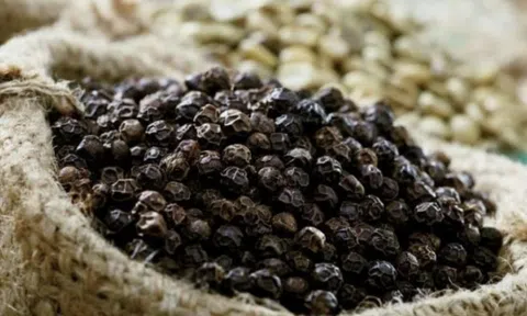 Giá tiêu hôm nay 7/8/2025: Neo ở mức cao, xuất khẩu tăng mạnh