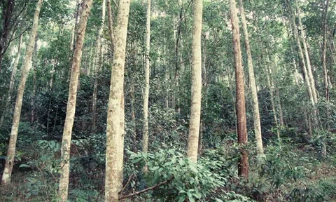Thanh Hóa: Hiệu quả cao từ mô hình trồng rừng gỗ lớn